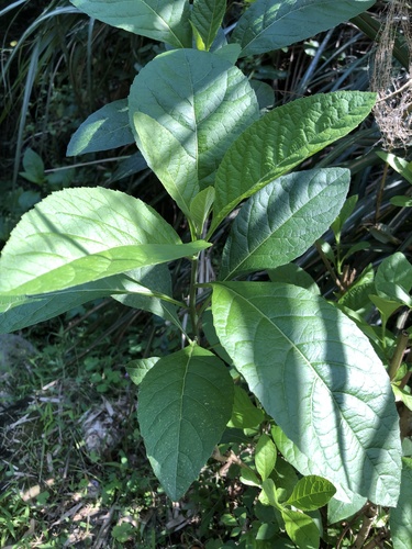 Gymnanthemum amygdalinum