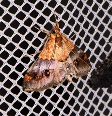 Tetracona amathealis