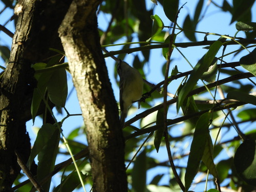 Straneck's Tyrannulet (Serpophaga griseicapilla), photo 9