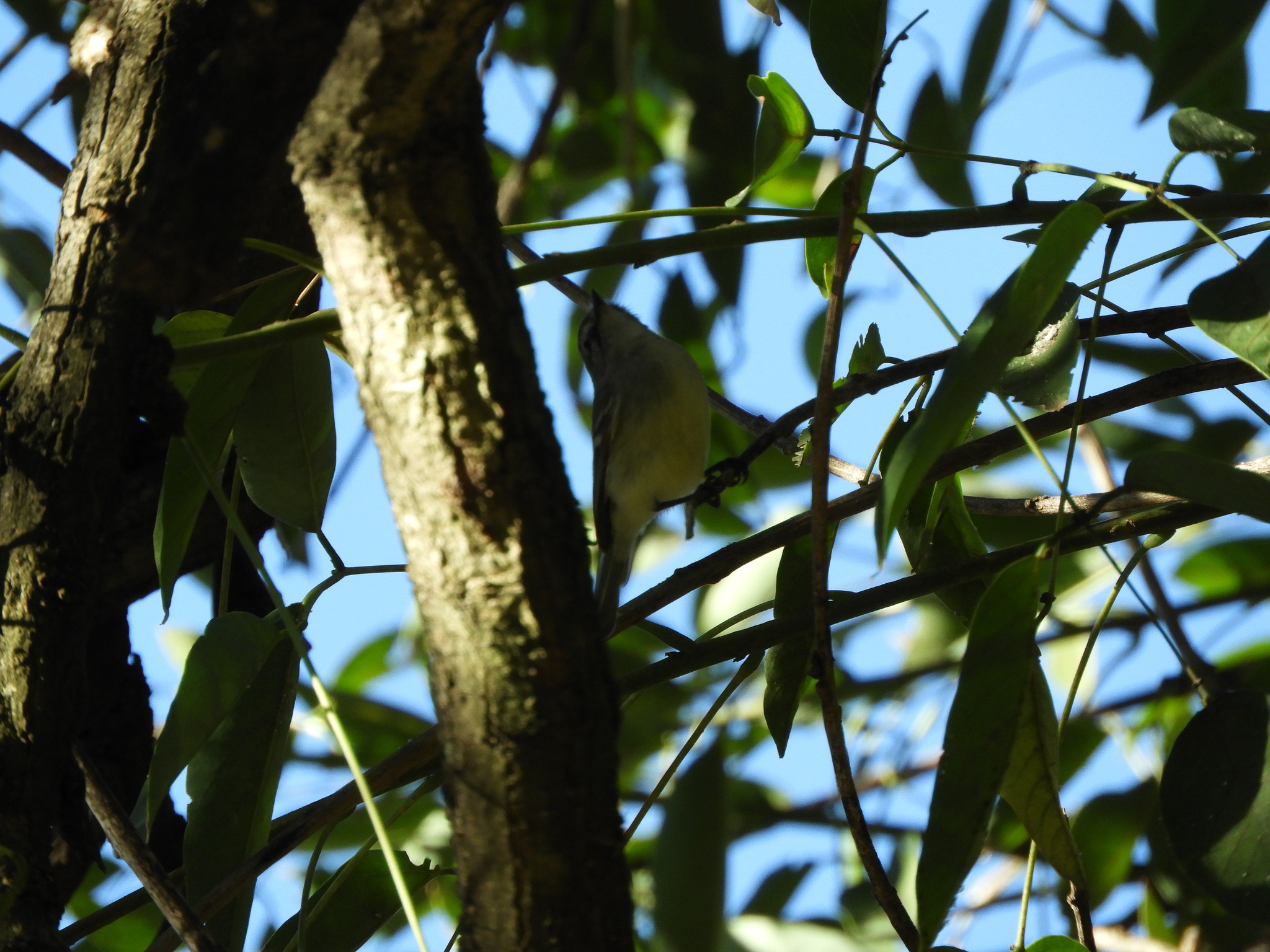 Straneck's Tyrannulet (Serpophaga griseicapilla), photo 8