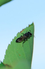 Pemphredonina