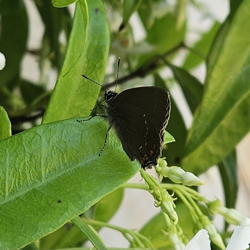 Ilex Hairstreak