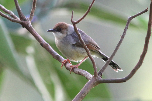 Singing Cisticola