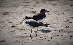 Ichthyaetus hemprichii