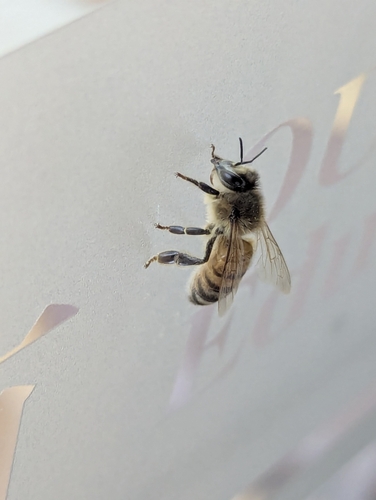 Western Honey Bee