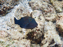 Canthigaster amboinensis