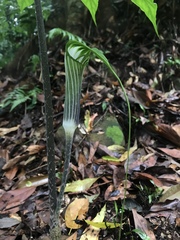 Arisaema formosanum