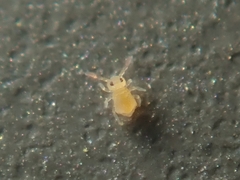 Deuterosminthurus pallipes