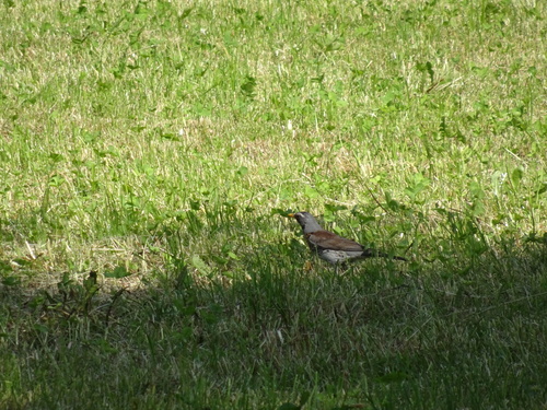 Fieldfare