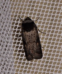 Proteuxoa restituta