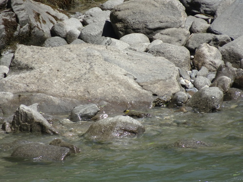 Grey Wagtail