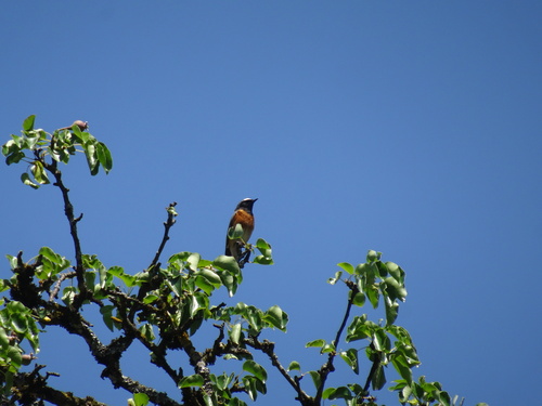 Common Redstart