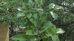 Diospyros montana