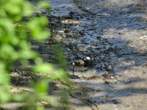 White Wagtail