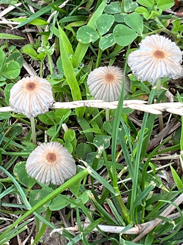 pleated inkcap · May 2026 · photo: Photo: (c) Natalie Lemanski, some rights reserved (CC BY-SA) · iNaturalist