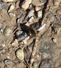 Bombylius major