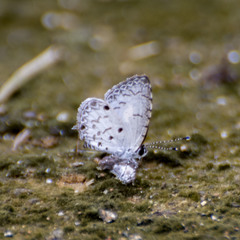 Megisba