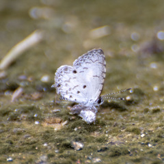 Megisba