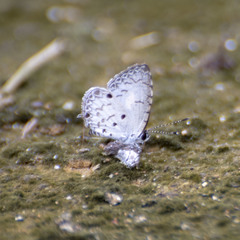 Megisba