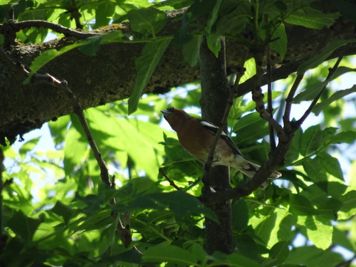 Common Chaffinch