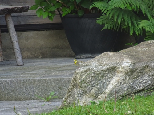 European Serin