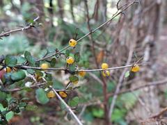 Coprosma spathulata spathulata