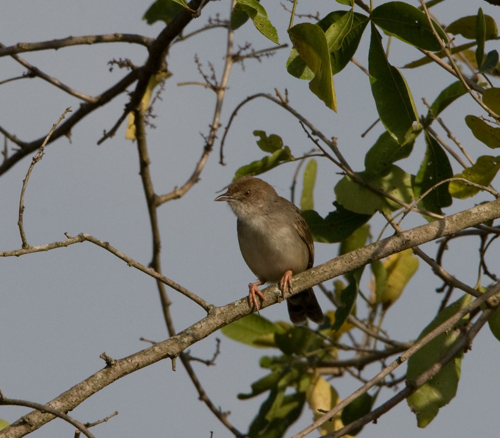 Trilling Cisticola photo