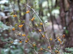 Coprosma spathulata spathulata