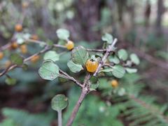 Coprosma spathulata spathulata