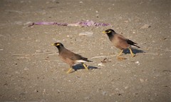 Acridotheres tristis