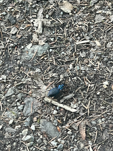 Blue Ground Beetle
