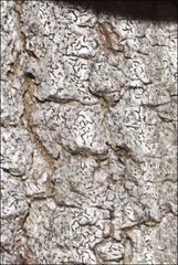 Halegrapha mucronata