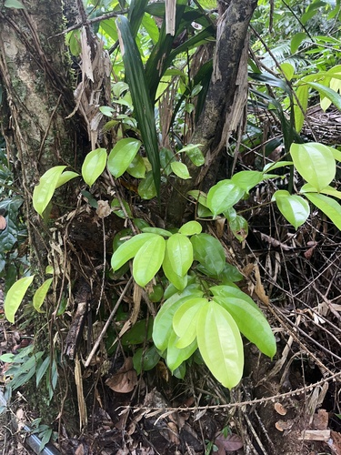 Cryptocarya pleurosperma observed 2026-02-23