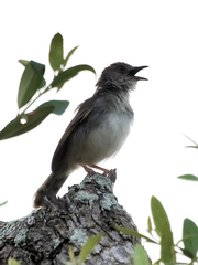 Trilling Cisticola photo 4