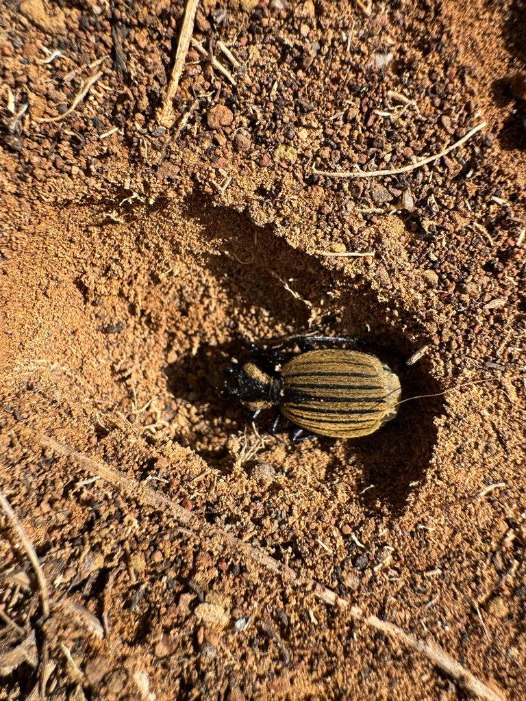 Graphipterus cinerarius