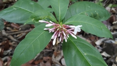 Rauvolfia serpentina