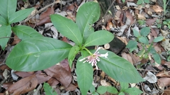 Rauvolfia serpentina