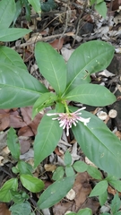 Rauvolfia serpentina