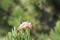 Ephippiger discoidalis