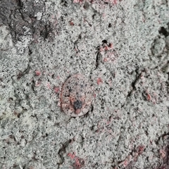 Zuluia deplanata