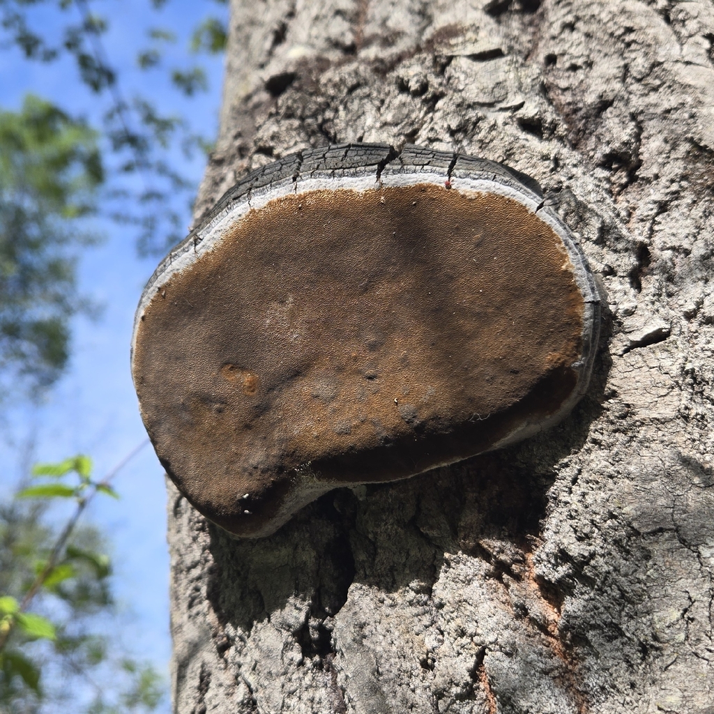 Aspen Bracket