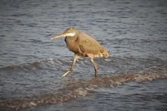 Egretta gularis schistacea