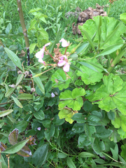 Pelargonium × hybridum