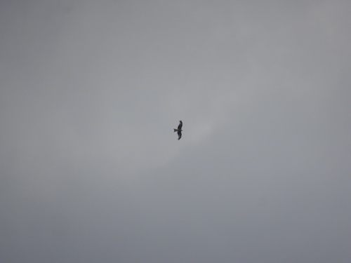 Red Kite
