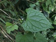 Zehneria