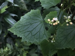Zehneria