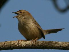 Lazy Cisticola photo 4