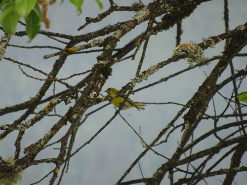 Eurasian Siskin