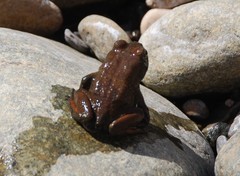 Duttaphrynus dhufarensis
