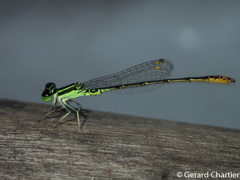Agriocnemis minima
